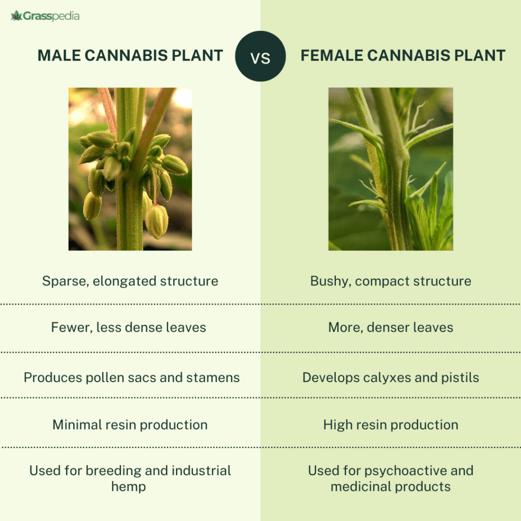 Male Vs. Female Cannabis Plant