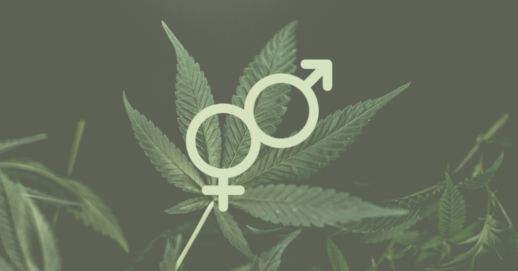 Male Vs. Female Cannabis Plant