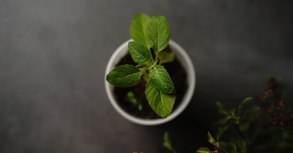 Hemp and Cannabis Companies in India
